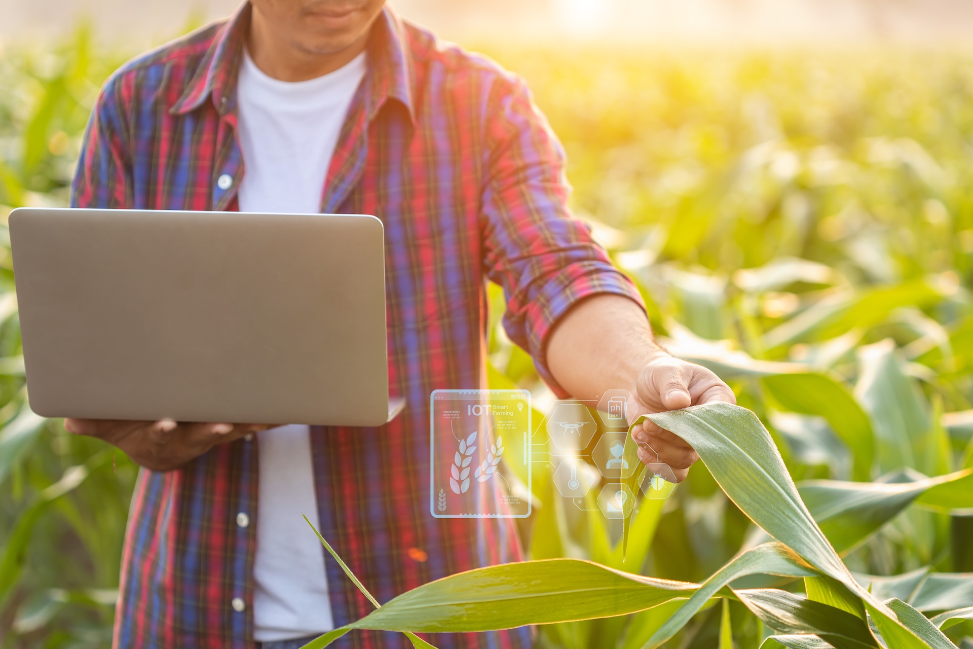 Lee más sobre el artículo SEGURO DE CULTIVOS: COMO PROTEGER TU INVERSIÓN ANTE EVENTOS CLIMÁTICOS